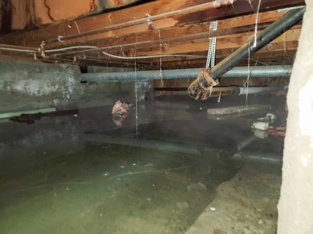 Best Flood restoration services  in Coalville, UT